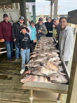 Sheepshead fishing in Galveston, Texas