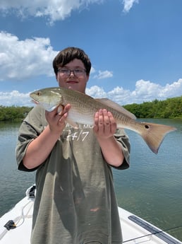 Largemouth Bass fishing in Clearwater, Florida