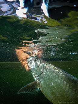 Tarpon Fishing in Jupiter, Florida