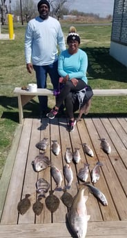 Flounder, Redfish, Sheepshead, Speckled Trout / Spotted Seatrout fishing in Sulphur, Louisiana