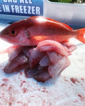 Vermillion Snapper fishing in Destin, Florida