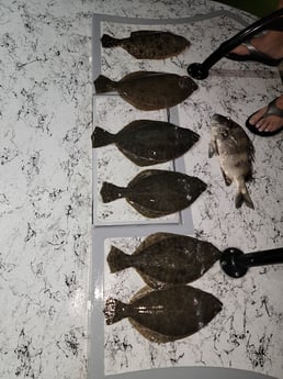 Flounder, Sheepshead Fishing in Rio Hondo, Texas