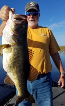 Largemouth Bass fishing in Fort Lauderdale, Florida