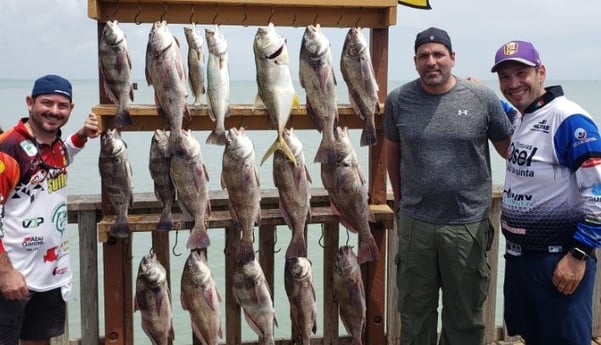 Black Drum, Jack Crevalle, Speckled Trout / Spotted Seatrout fishing in Port Isabel, Texas