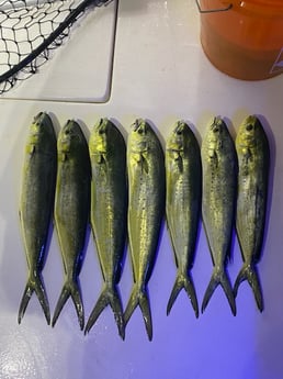 Mahi Mahi / Dorado fishing in Pensacola, Florida