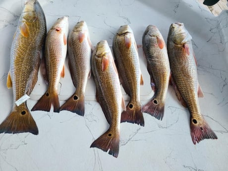 Redfish fishing in Port O&#039;Connor, Texas