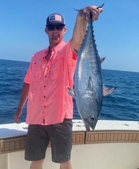 Little Tunny / False Albacore fishing in Clearwater, Florida