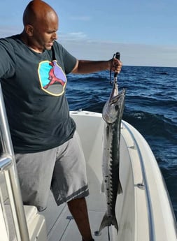 Barracuda fishing in Jacksonville, Florida