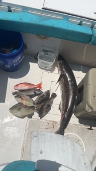Black Seabass, Red Snapper, Triggerfish Fishing in St. Marys, Georgia