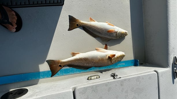 Redfish Fishing in Santa Rosa Beach, Florida