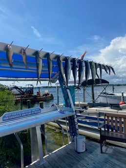 Little Tunny / False Albacore, Mahi Mahi / Dorado fishing in Destin, Florida