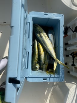 Mahi Mahi Fishing in Key Largo, Florida