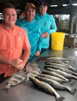 Flounder, Sheepshead, Speckled Trout / Spotted Seatrout fishing in Freeport, Texas