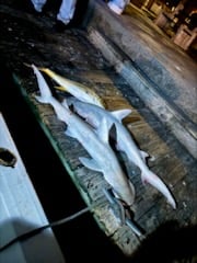 Fishing in Port Orange, Florida