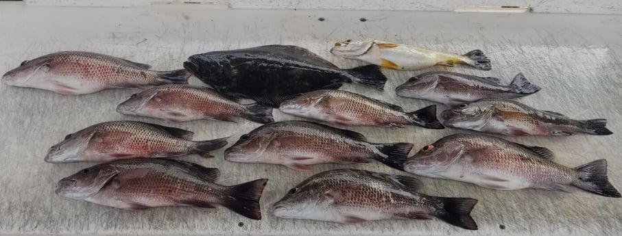 Flounder, Mangrove Snapper fishing in Corpus Christi, Texas