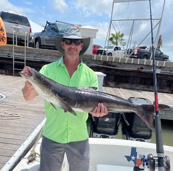 Cobia fishing in Surfside Beach, Texas