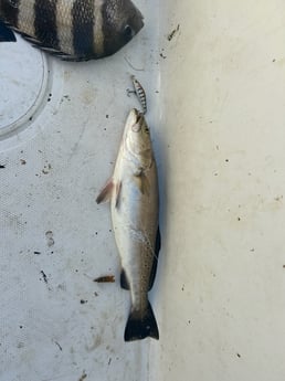 Fishing in Biloxi, Mississippi