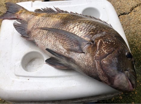 Sheepshead Fishing in