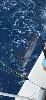 Blackfin Tuna fishing in San Juan, Puerto Rico