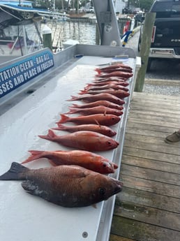 Mangrove Snapper, Vermillion Snapper Fishing in Destin, Florida