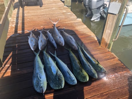 Amberjack, Barracuda, Mahi Mahi / Dorado fishing in Port Orange, Florida