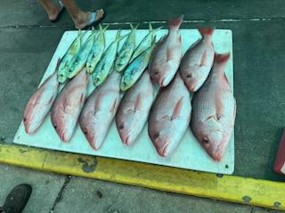 Mahi Mahi, Red Snapper Fishing in Destin, Florida