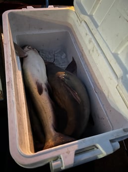 Blue Catfish Fishing in Austin, Texas