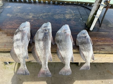 Black Drum Fishing in Rockport, Texas