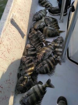 Sheepshead Fishing in Gulf Shores, Alabama