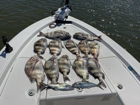 Sheepshead, Spanish Mackerel Fishing in Gulf Shores, Alabama