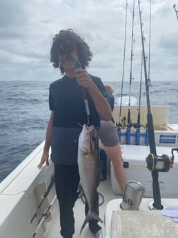 Amberjack Fishing in Destin, Florida