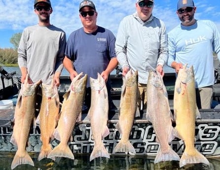 Chinook Salmon, Coho Salmon Fishing in Anderson, California