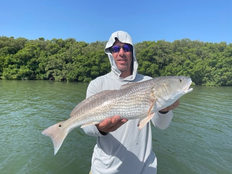 Redfish fishing in Clearwater, Florida