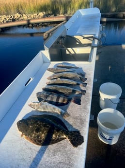 Black Drum, Flounder, Speckled Trout / Spotted Seatrout Fishing in Little River, South Carolina