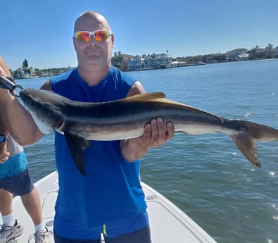 Cobia Fishing in Clearwater, Florida