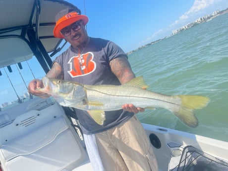 Snook fishing in Clearwater, Florida