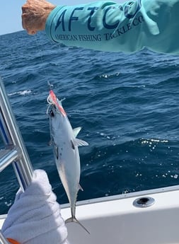 Little Tunny / False Albacore fishing in Destin, Florida