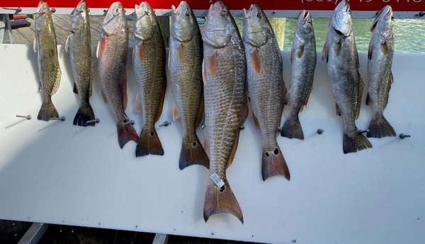 Redfish, Speckled Trout Fishing in Ingleside, Texas