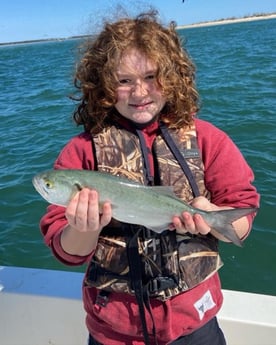 Bluefish Fishing in Beaufort, North Carolina