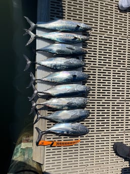 Spanish Mackerel Fishing in Gulf Shores, Alabama