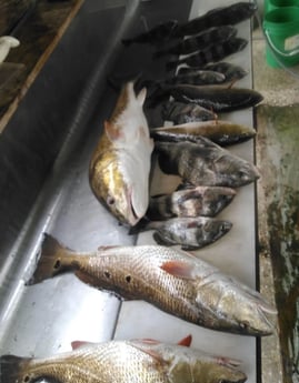 Black Drum, Redfish Fishing in