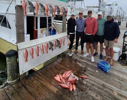 Triggerfish, Vermillion Snapper Fishing in Destin, Florida