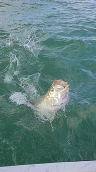 Tarpon fishing in Port O&#039;Connor, Texas