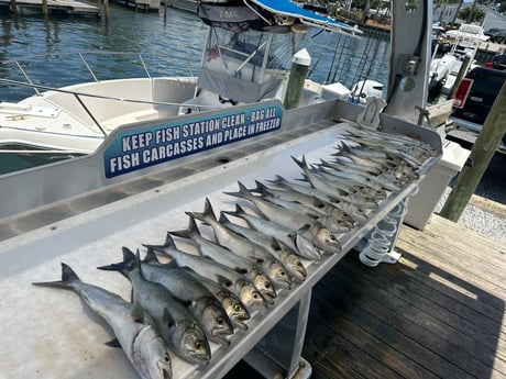 Bluefish Fishing in Destin, Florida