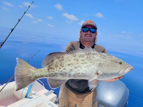 Gag Grouper Fishing in Clearwater, Florida