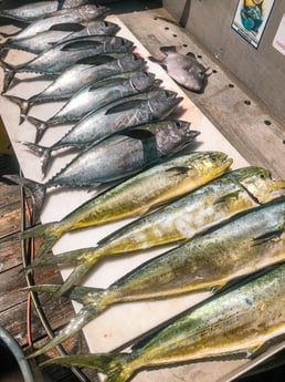 Blackfin Tuna, Mahi Mahi / Dorado, Triggerfish fishing in Marathon, Florida