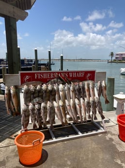 Black Drum, Redfish fishing in Rockport, Texas