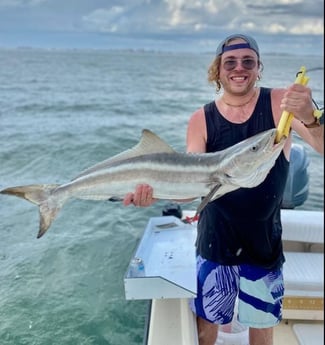 Cobia Fishing in Sarasota, Florida