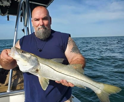 Snook fishing in St. Petersburg, Florida