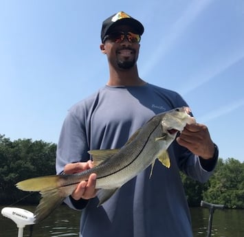 Snook Fishing in St. Petersburg, Florida